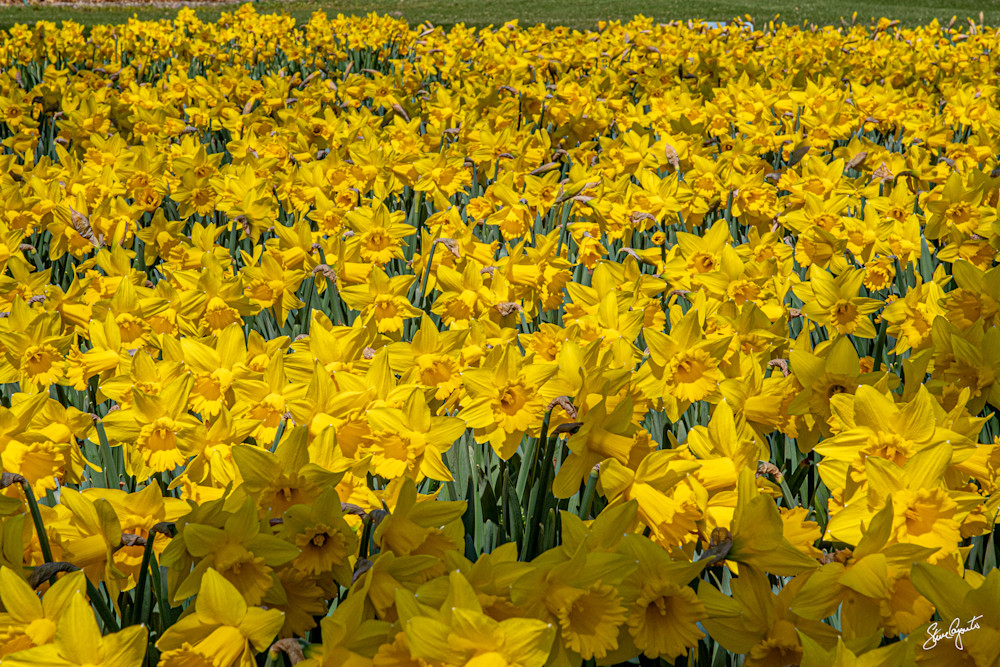 endless daffodils
