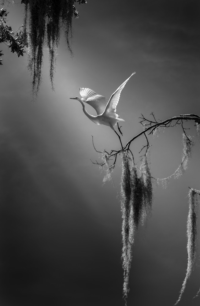 Wings Of Confidence (Open Edition, Smaller Sizes, B&W) Photography Art | Fenqiang Liu Photography