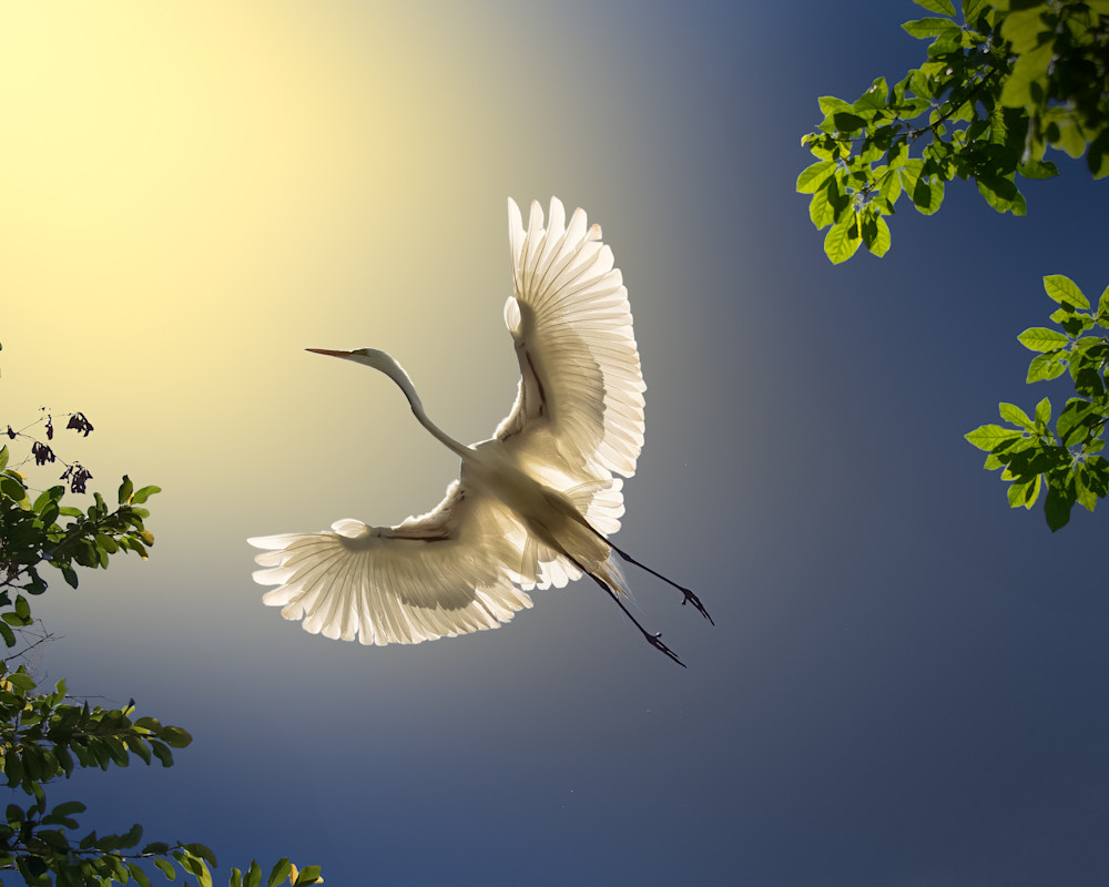 Wings Of Peace (Open Edition, Color) Photography Art | Fenqiang Liu Photography