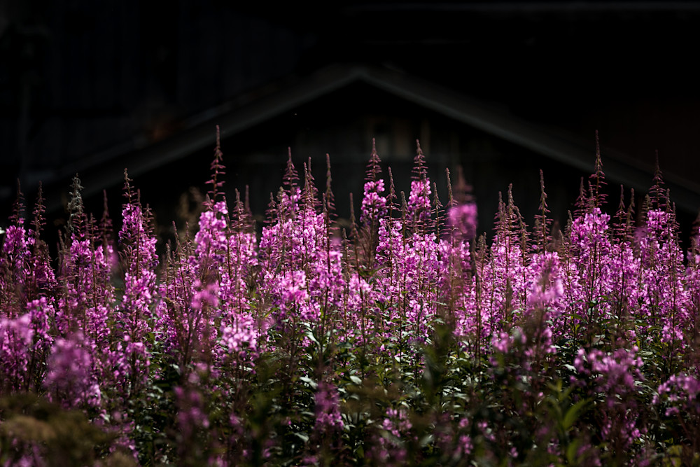Fireweed In The Forefront Photography Art | Kim Clune, Photographer Untamed