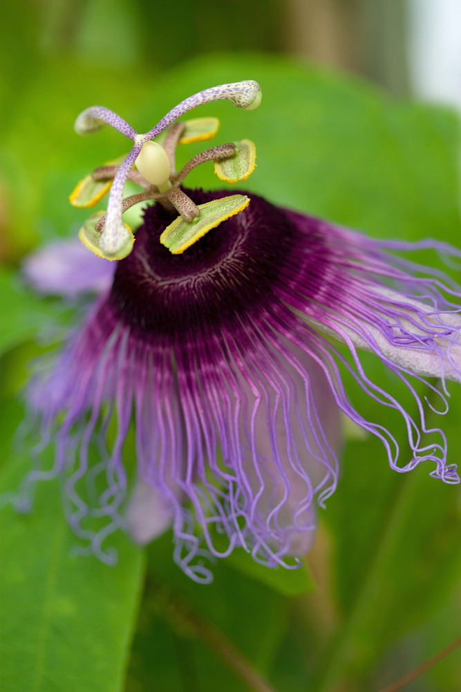 Passion Flower Purple 0222 Photography Art | Christina Rudman Photography