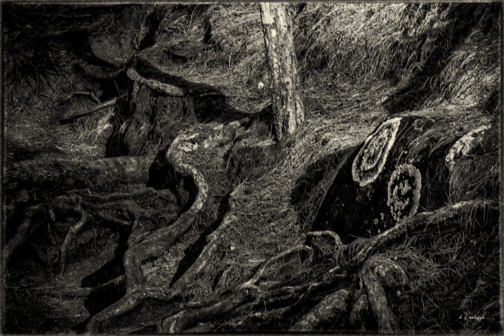 Lichen Glyphs