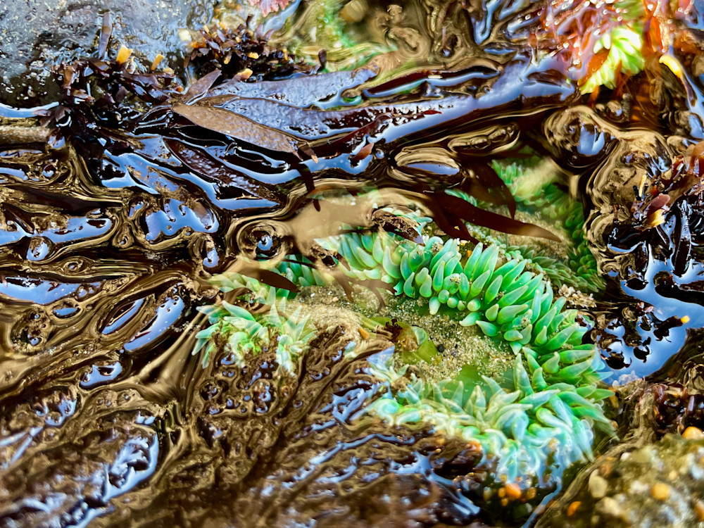 Anemone In Kelp Photography Art | Steviethevagabond Photography