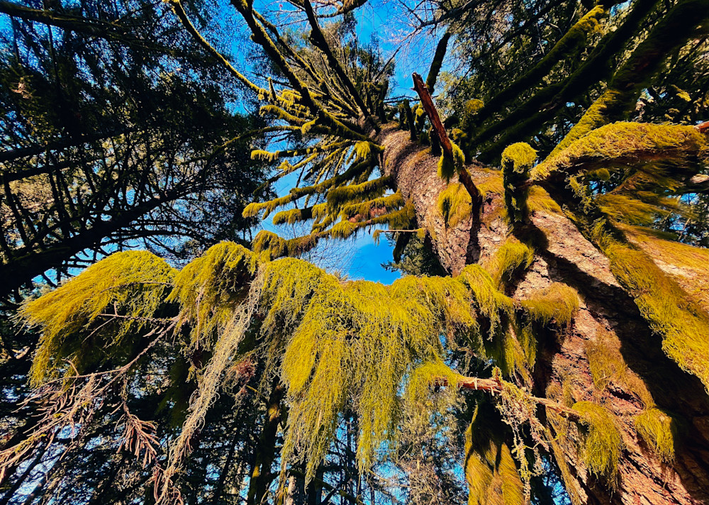 Old Man Moss Photography Art | Steviethevagabond Photography