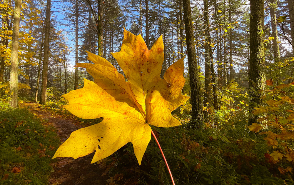 Maple Leaf Photography Art | Steviethevagabond Photography