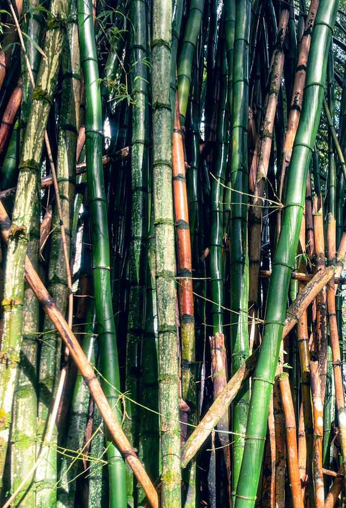 Kauai Bamboo Photography Art | Steviethevagabond Photography