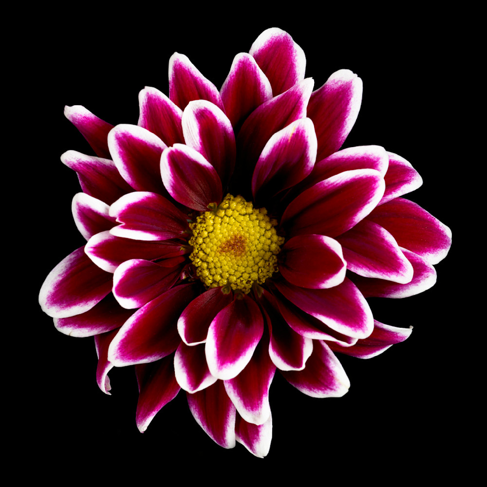 Burgundy Pom Pom Mum Photography Art | 30acreimaging