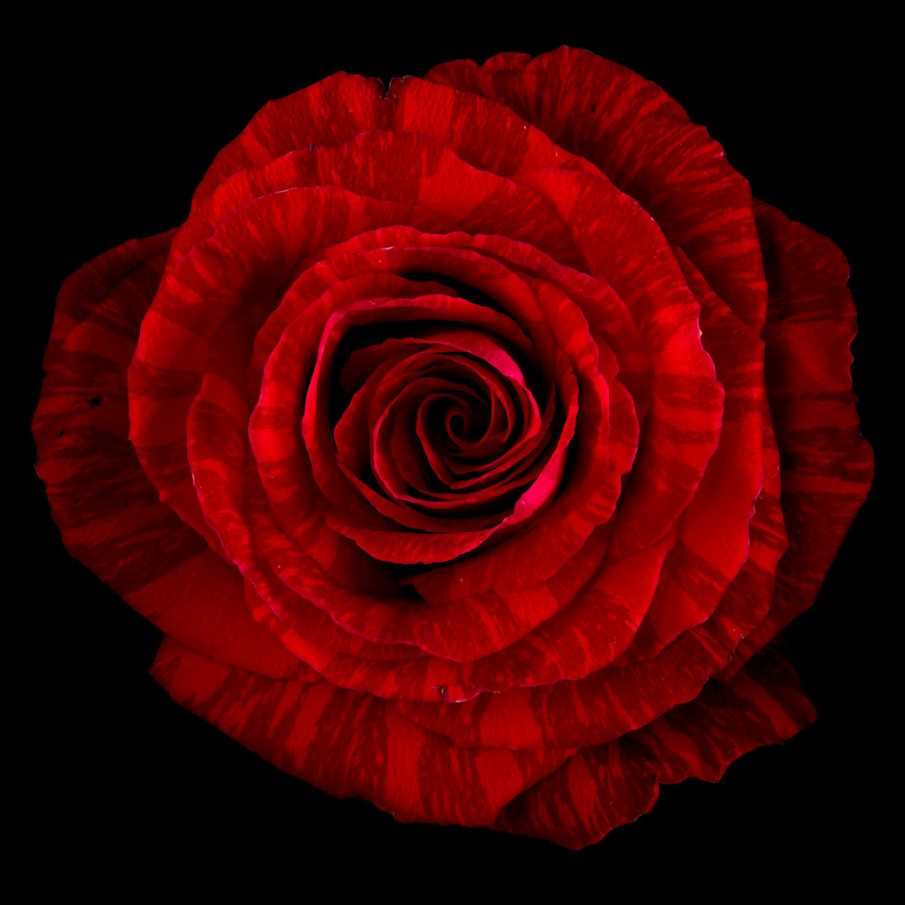 Red Rose Photography Art | 30acreimaging