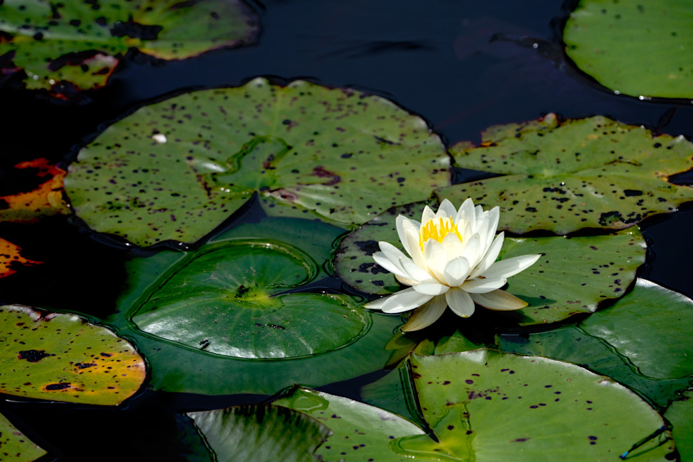 Water Lily Photography Art | Playful Gallery by Rob Harrison