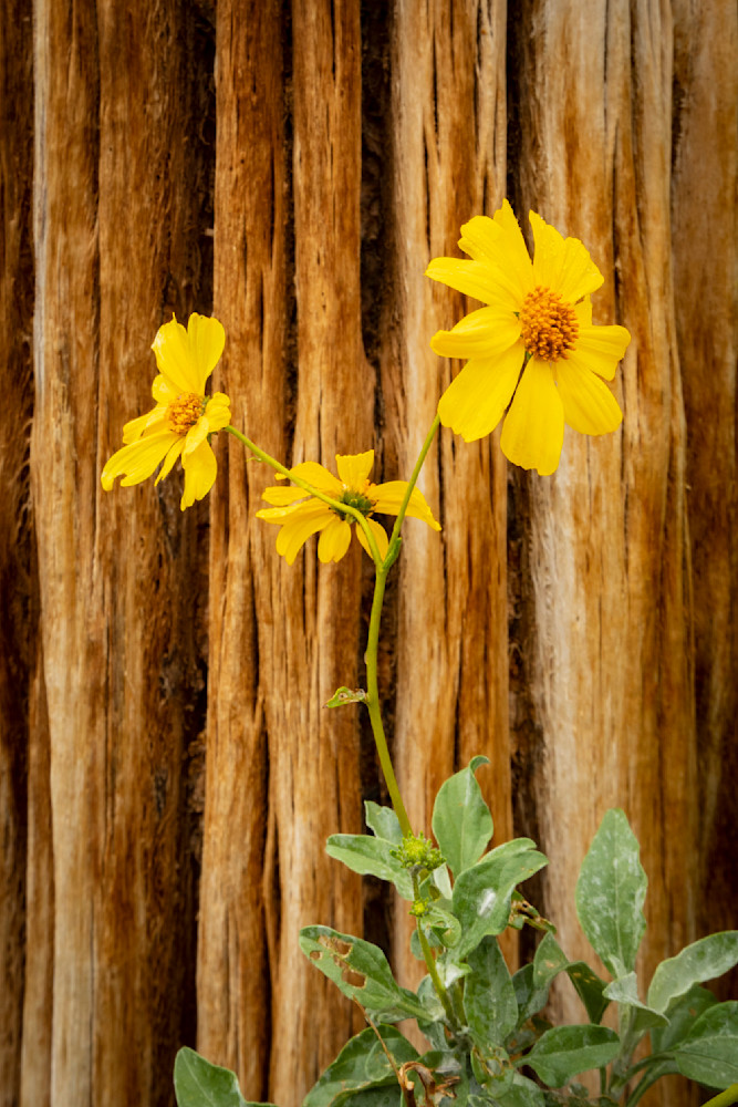 Marigolds & Dead Saguaro - Flower Wall Art | Thomas Watkins Photography