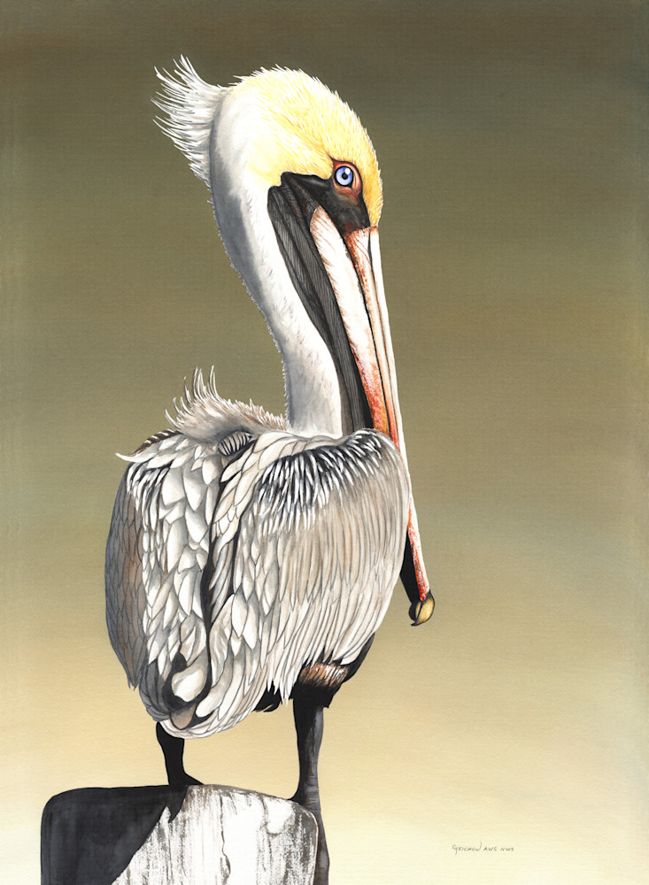 Pelican Perching Art | Christine Reichow Inc.