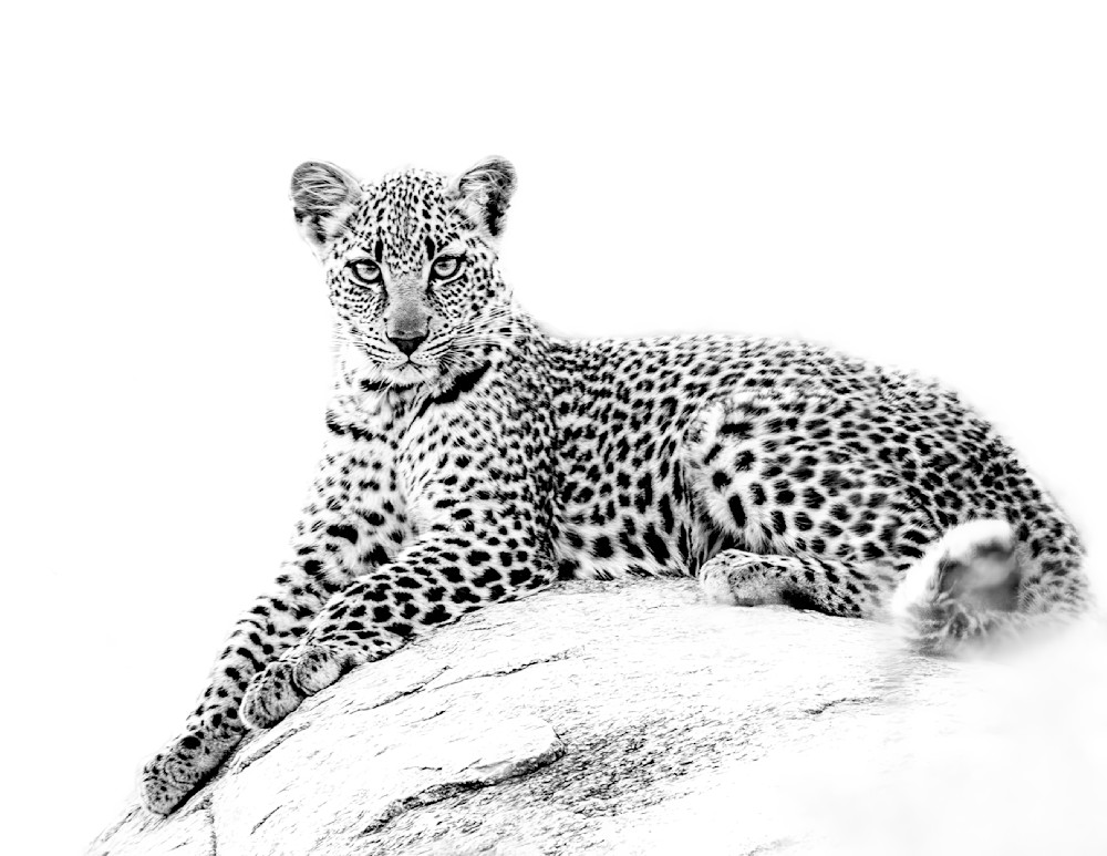 Leopard Cub High Key Photography Art | Dawn McDonald Photography
