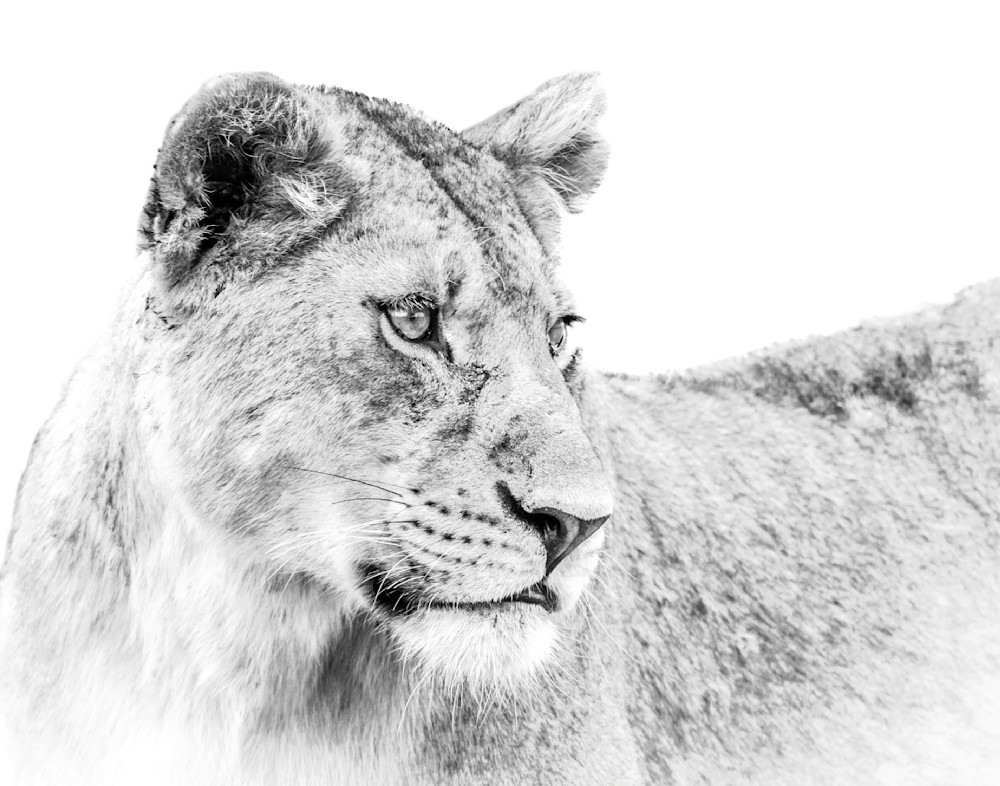 Lioness In White Photography Art | Dawn McDonald Photography