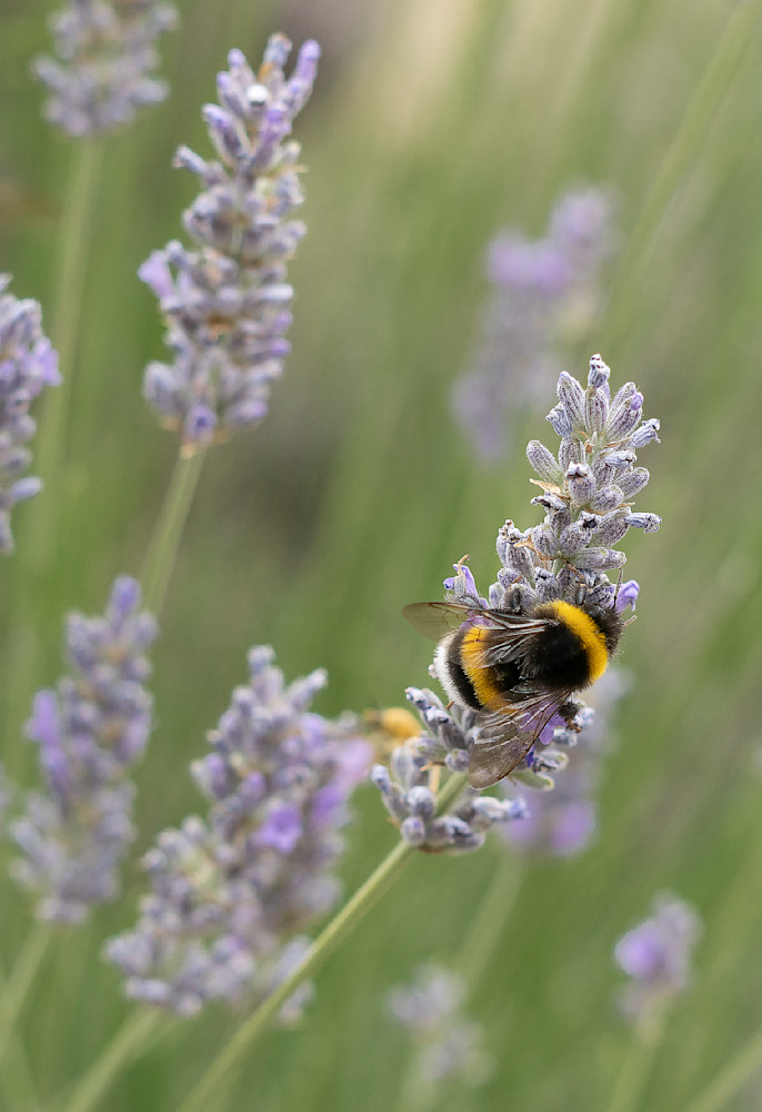 Italian Bumble Bee Photography Art | Joel Witte Photography