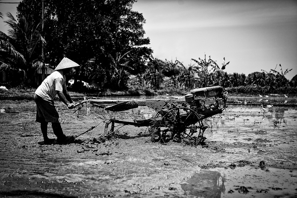 Bali Rice Farming Photography Art | Joel Witte Photography