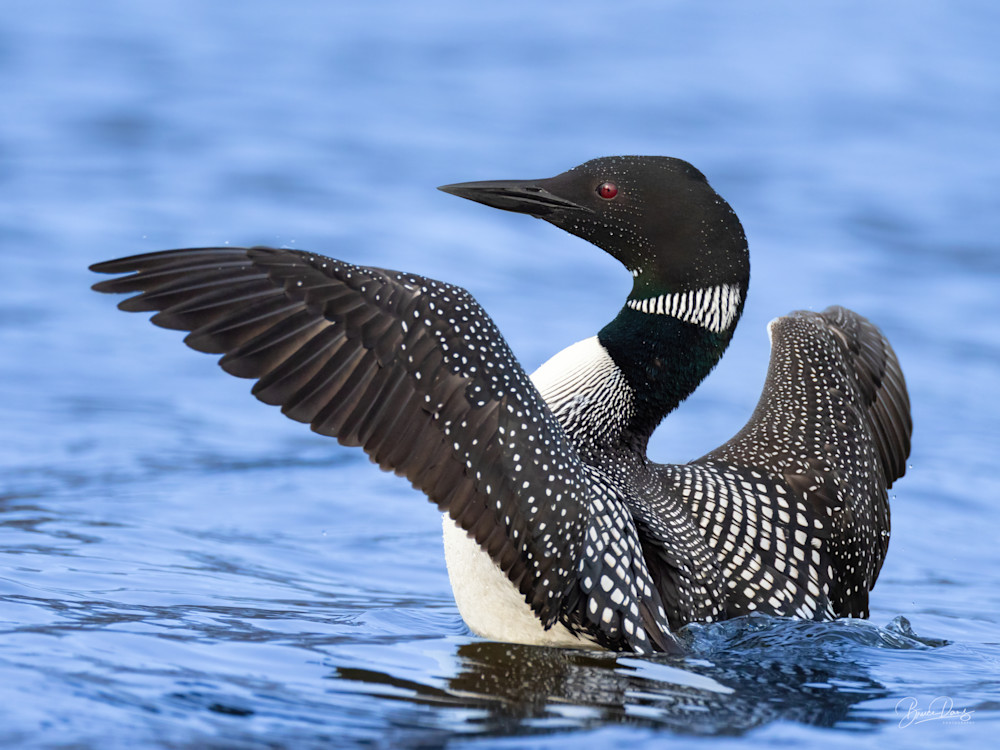 A Loon Stretches Its Wings