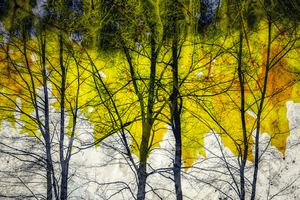 Dripping Yellow Photography Art | Spartana Photography