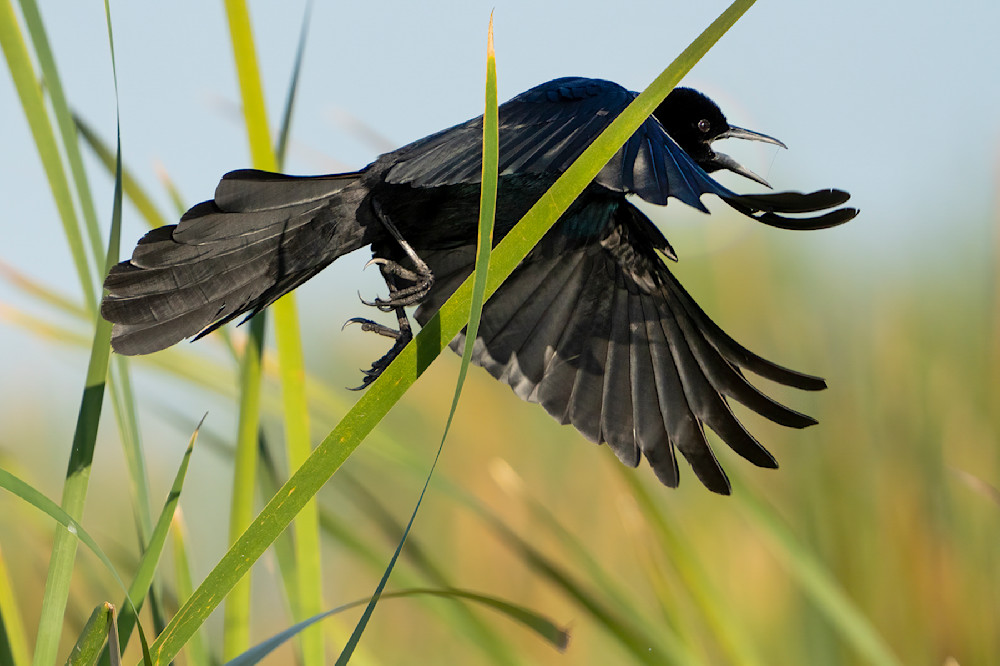 1553  Crow  Photography Art | Cunningham Gallery