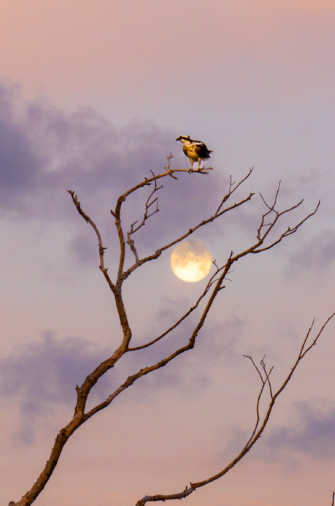 2615  Osprey  Photography Art | Cunningham Gallery