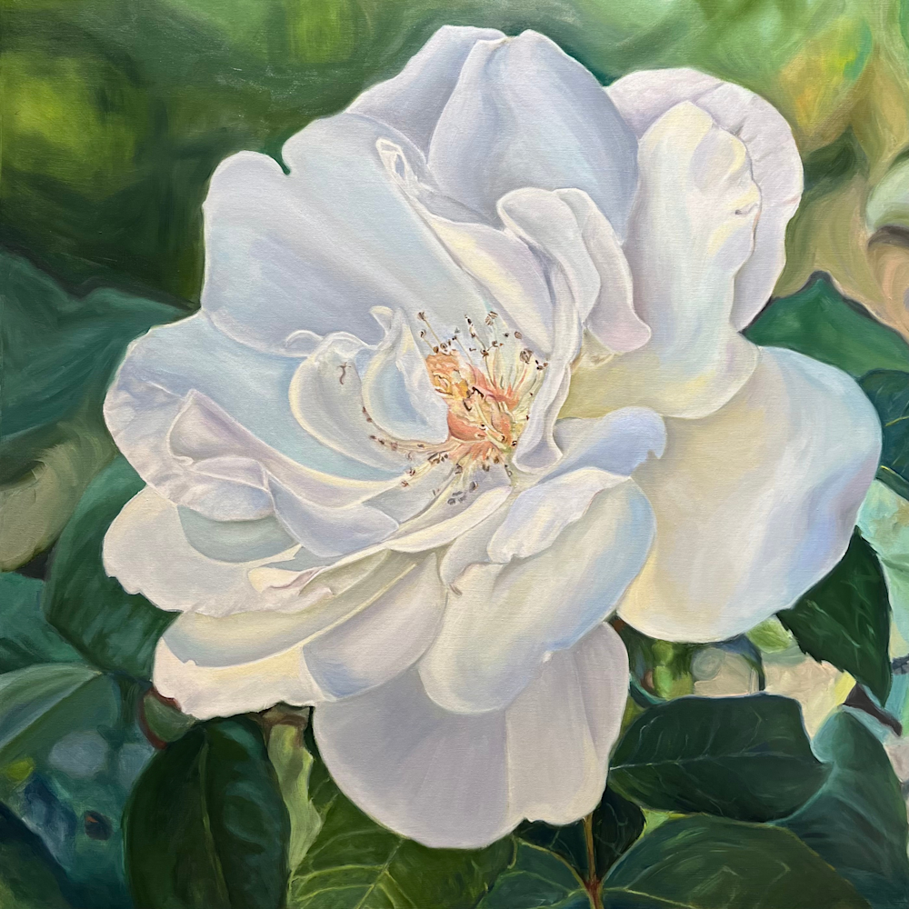 White Iceberg Rose 1 Art | Jennifer Zardavets Art