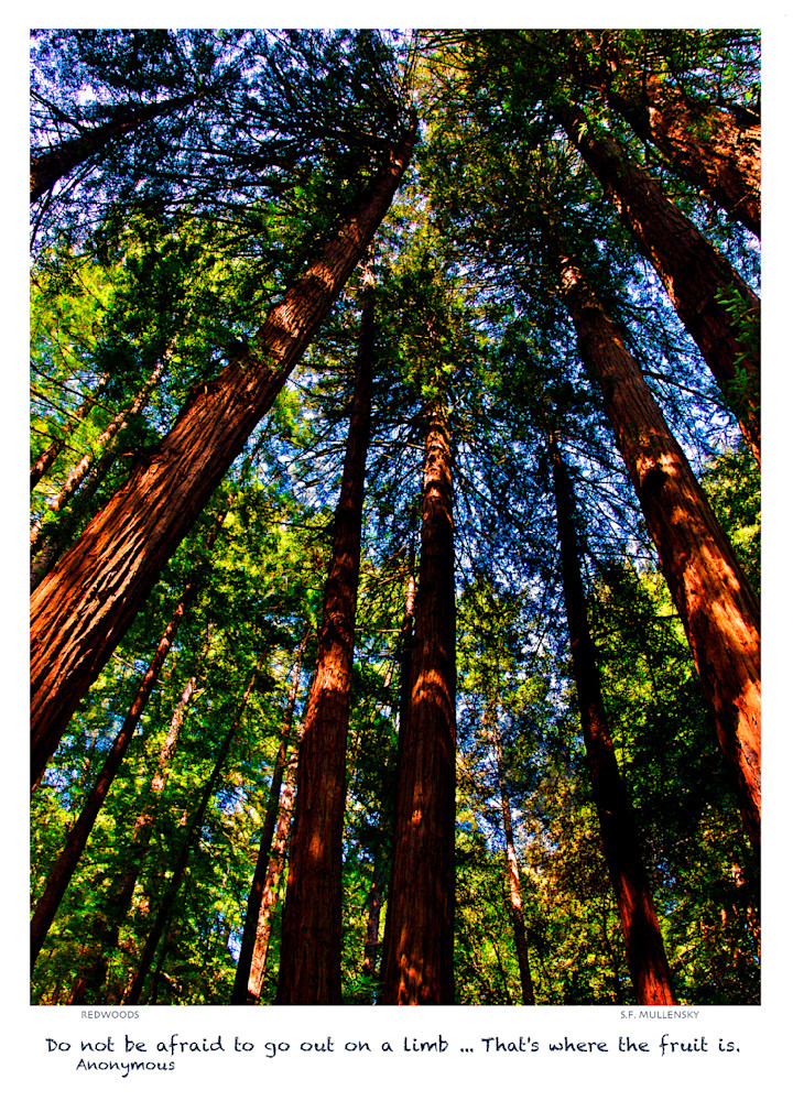 Redwoods Art | Quality-of-Light Photography