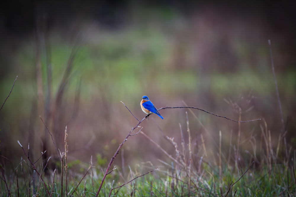 Blue Bird Photography Art | Jeremy Parker Photographer