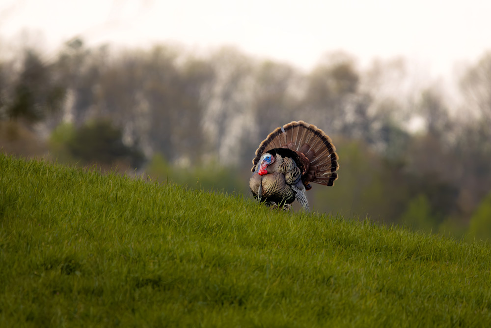 Strutting Turkey Photography Art | Jeremy Parker Photographer