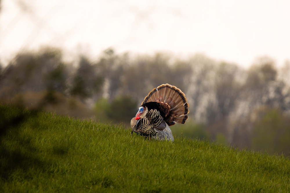 Full Strut Turkey Photography Art | Jeremy Parker Photographer