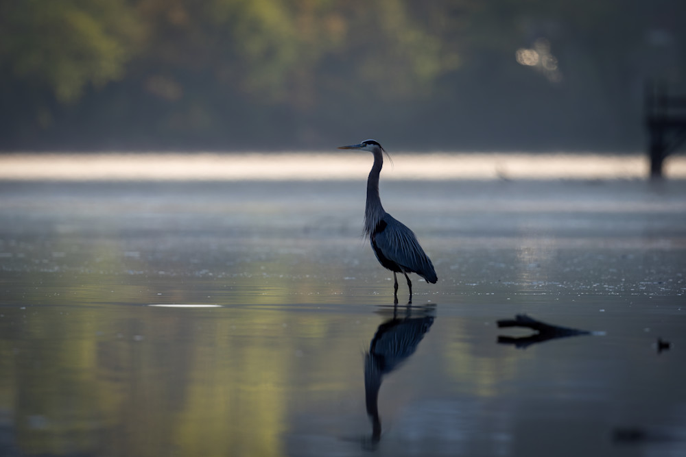 Great Blue Heron Silhouette  Photography Art | Jeremy Parker Photographer