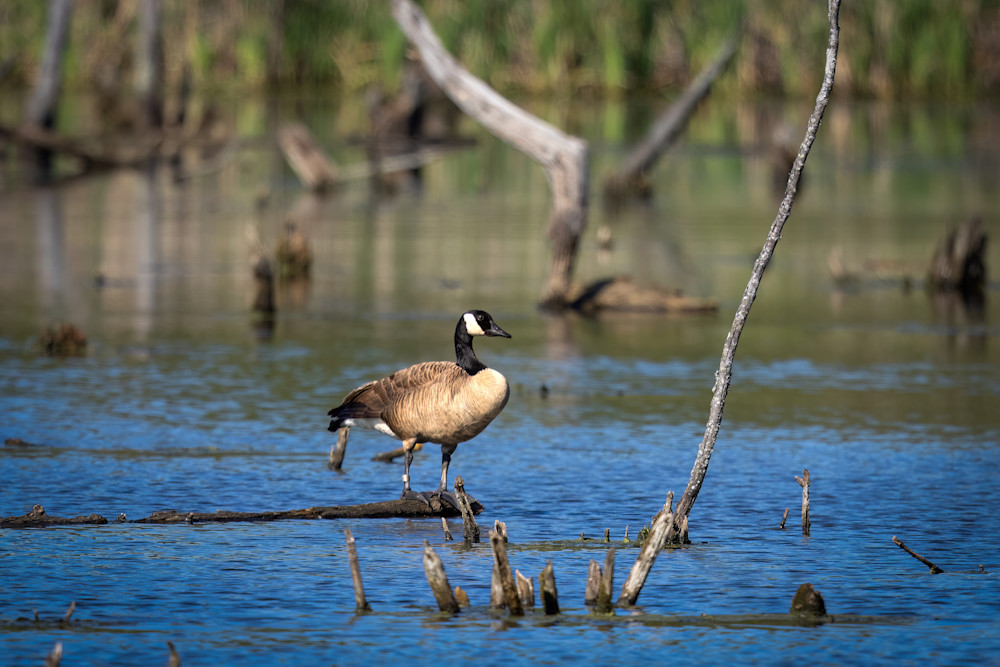 Banded Goose Photography Art | Jeremy Parker Photographer