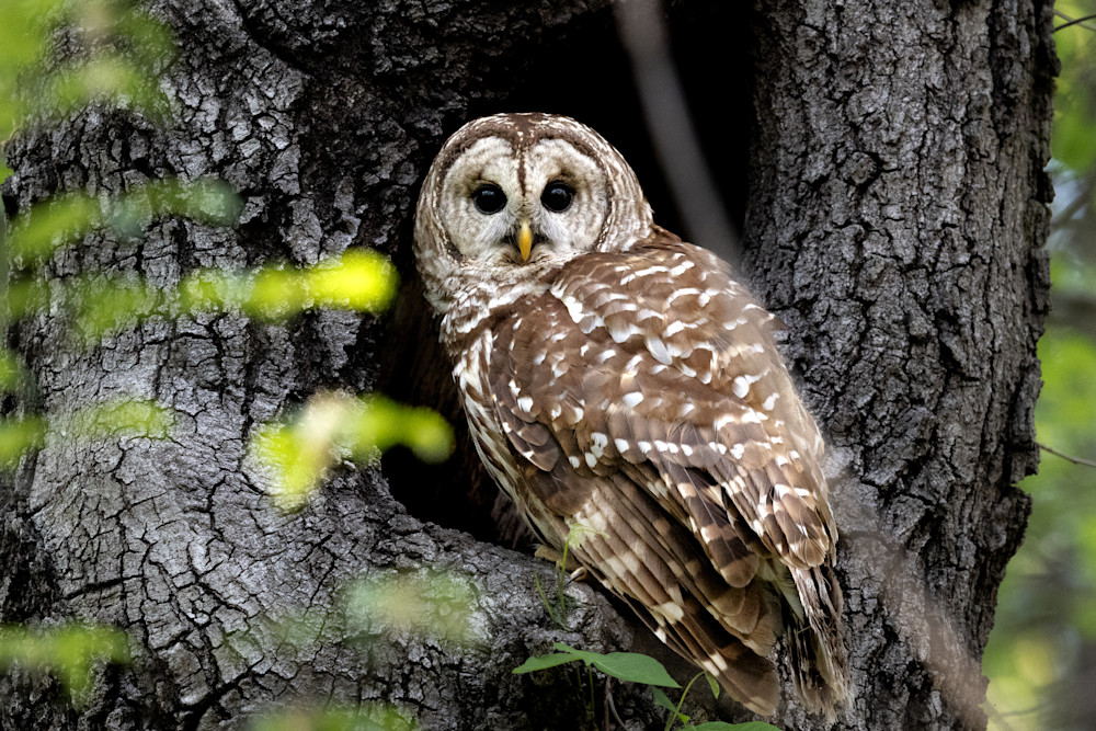 Barred Owl Photography Art | Jeremy Parker Photographer