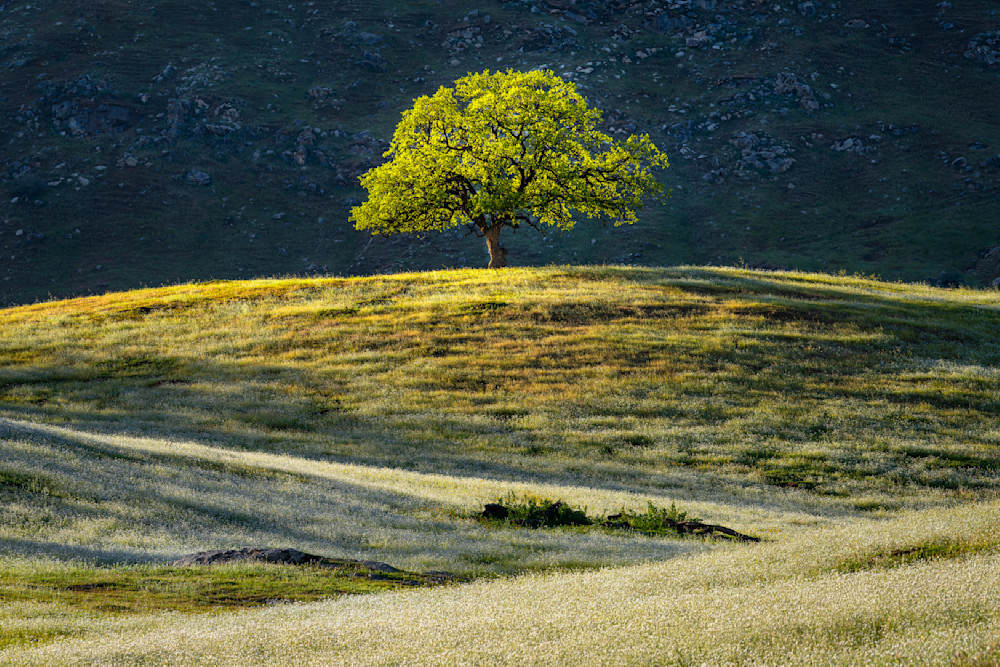 One Tree Hill Photography Art | Joshua Smith Photo