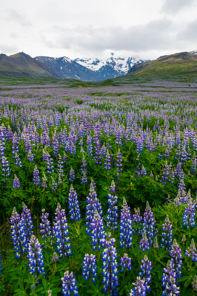 Wild úlfabaunir Photography Art | Call of the Mountains Photography