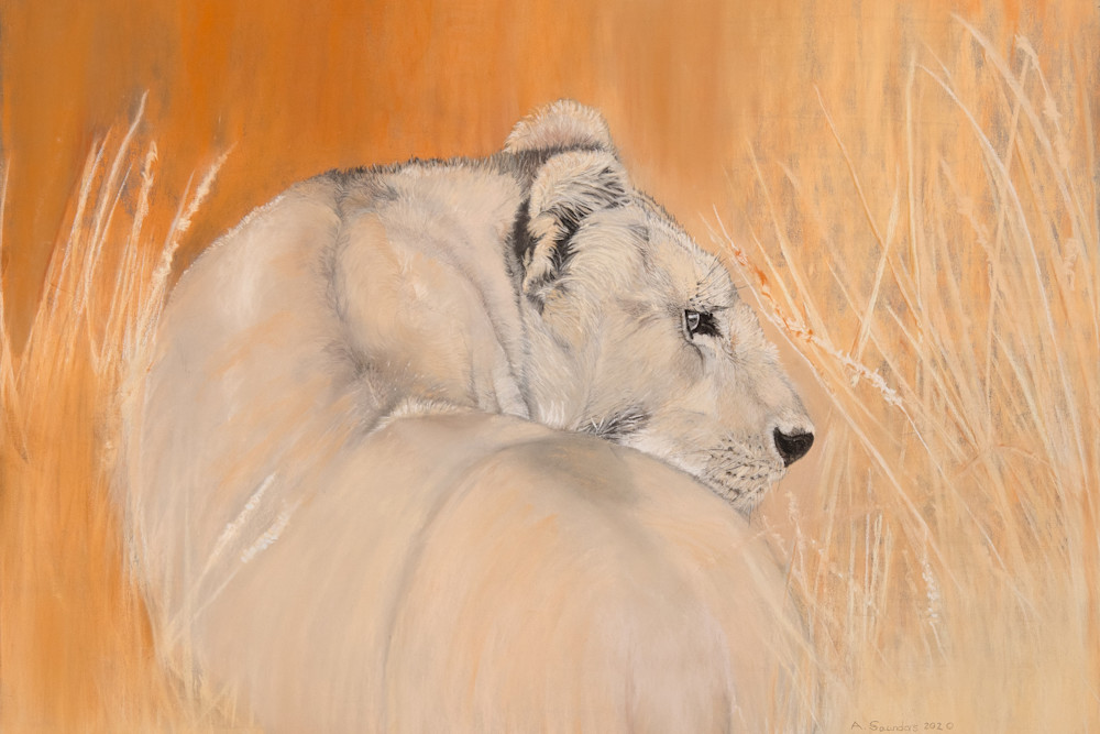 African Lioness Art | Alexandra Saunders Fine Art