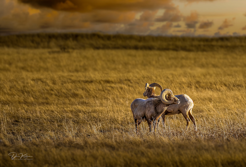 A Pair Of Rams 2 Photography Art | Kates Nature Photography, Inc.