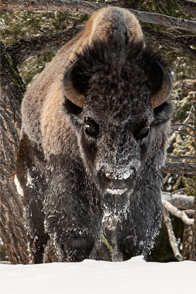 Welcome To Yellowstone Photography Art | Ragnar Avery Photography