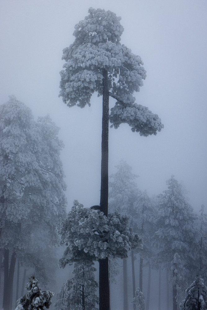 Isolated Photography Art | Spry Gallery