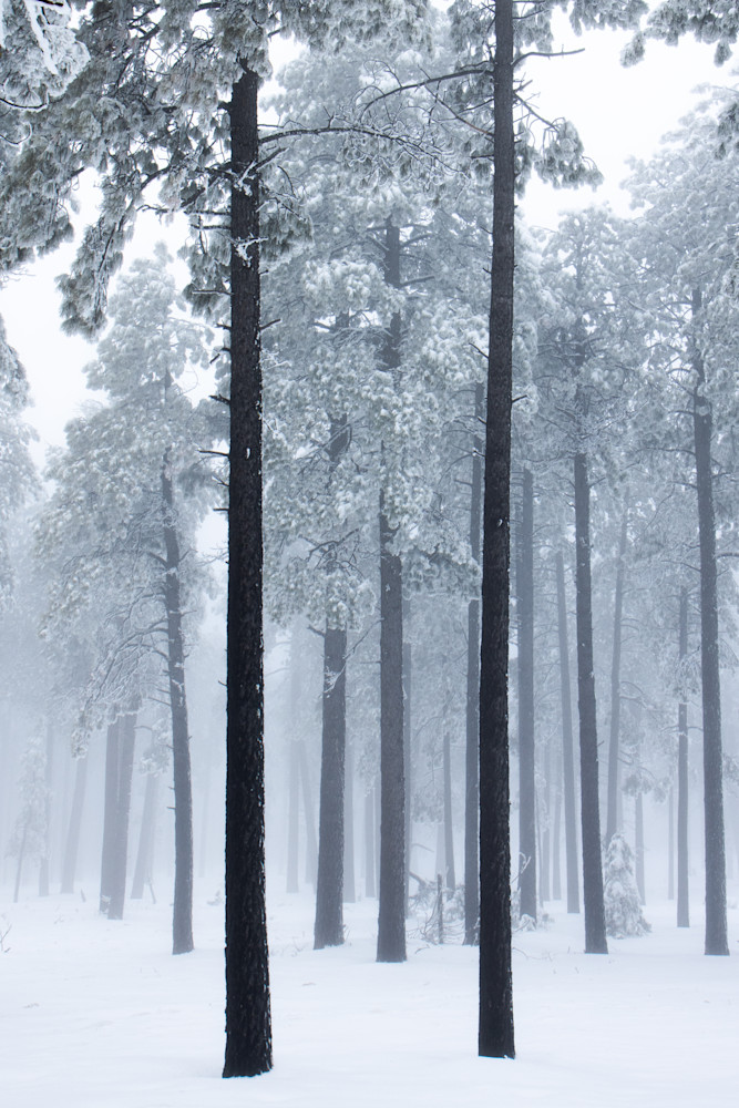 Tree Guards Photography Art | Spry Gallery