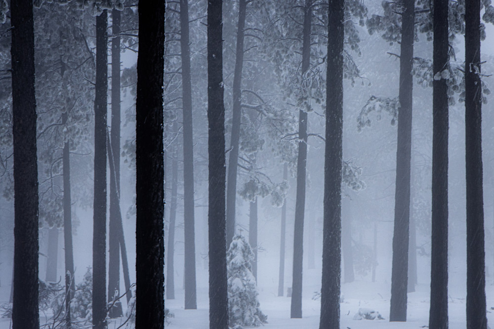 Winter Guardians Photography Art | Spry Gallery