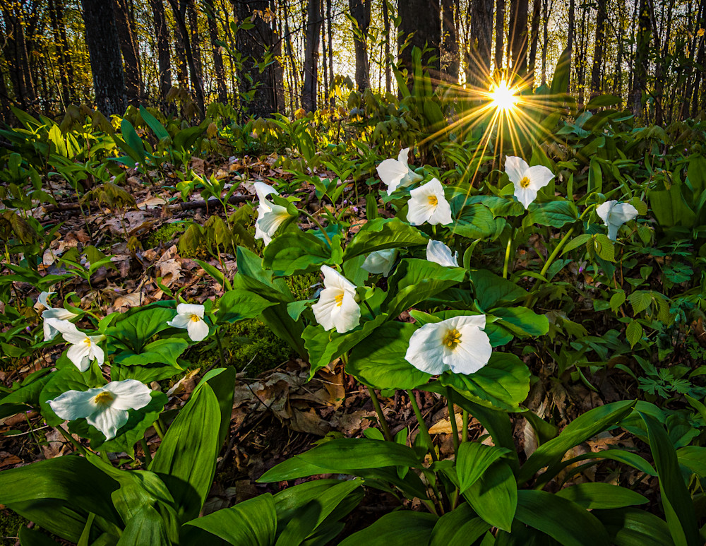 The Trillium Have Risen Photography Art | Ragnar Avery Photography