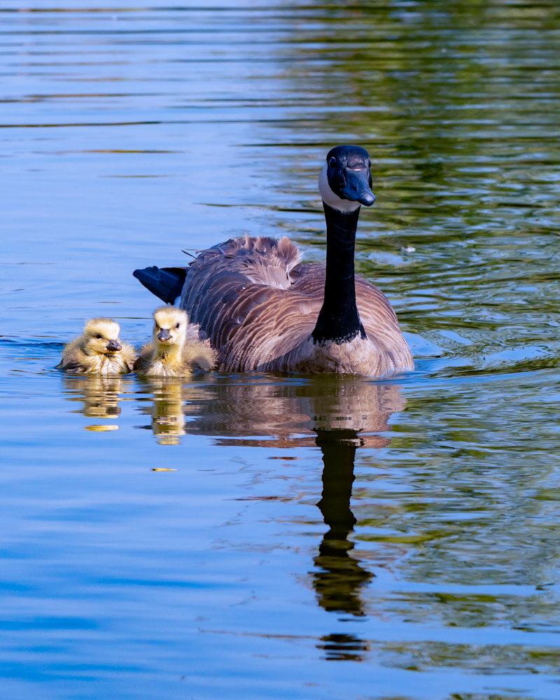 Mother Goose #1 Photography Art | Kelly Nine Photography