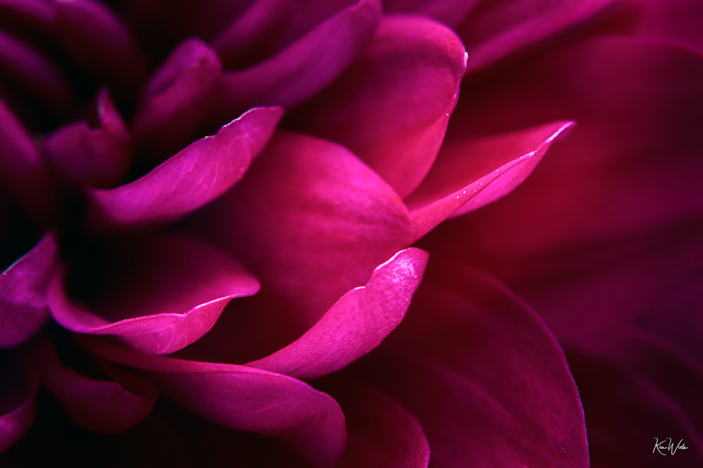 Petals And Shadow Photography Art | Ken Wiele Photography