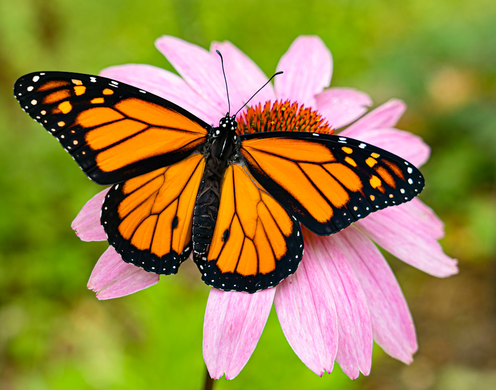 Monarch Getting Some Sun Photography Art | Ragnar Avery Photography