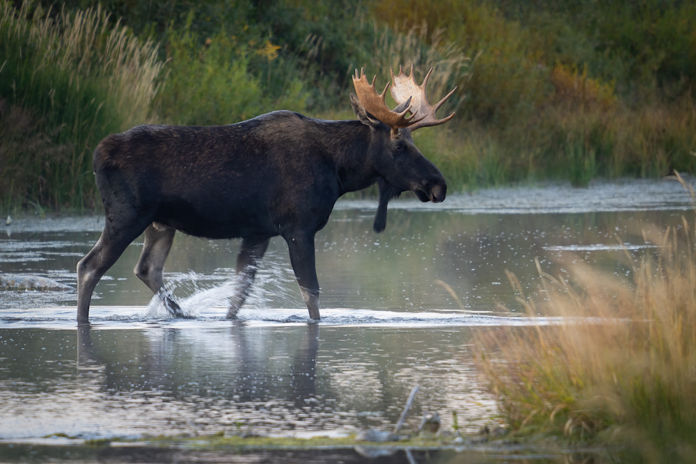 Moose Crossing Photography Art | Ragnar Avery Photography
