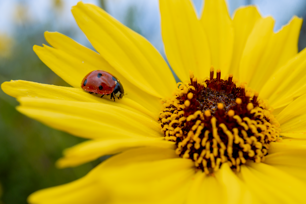 Sunflower Ladybug Photography Art | Kelly Nine Photography