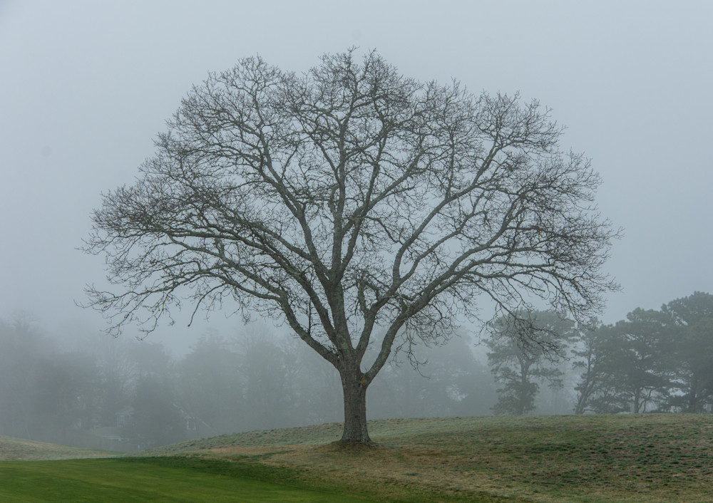 Amidst The Mist Photography Art | The Colors of Chatham
