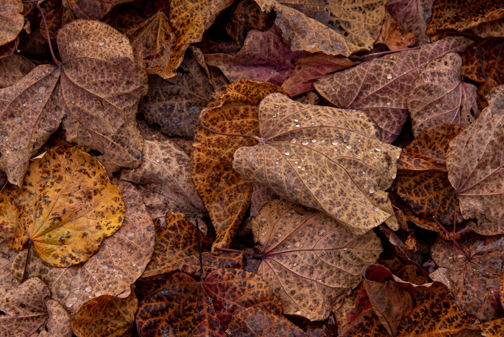 Rain On Fallen Leaves Photography Art | Scott Capen Photography