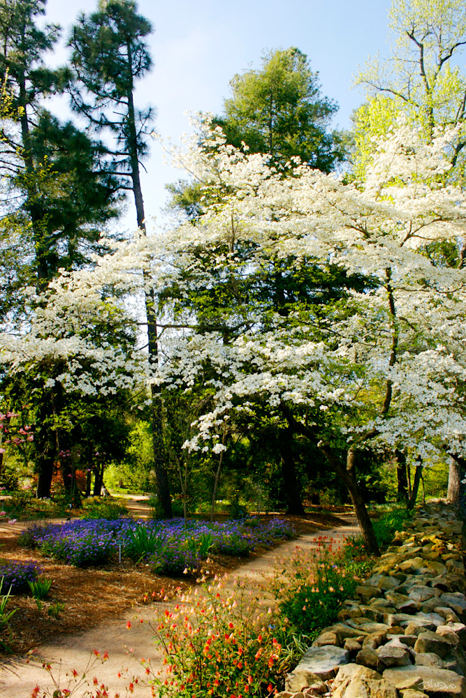 UNC Chapel Hill Art - Coker Arboretum Dogwoods Photograph