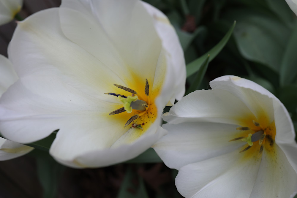 Tulips Photography Art | Kevin Morris Photography USA