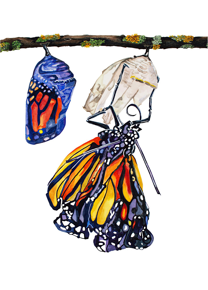 Emerging Monarch Art | leilanischweitzer